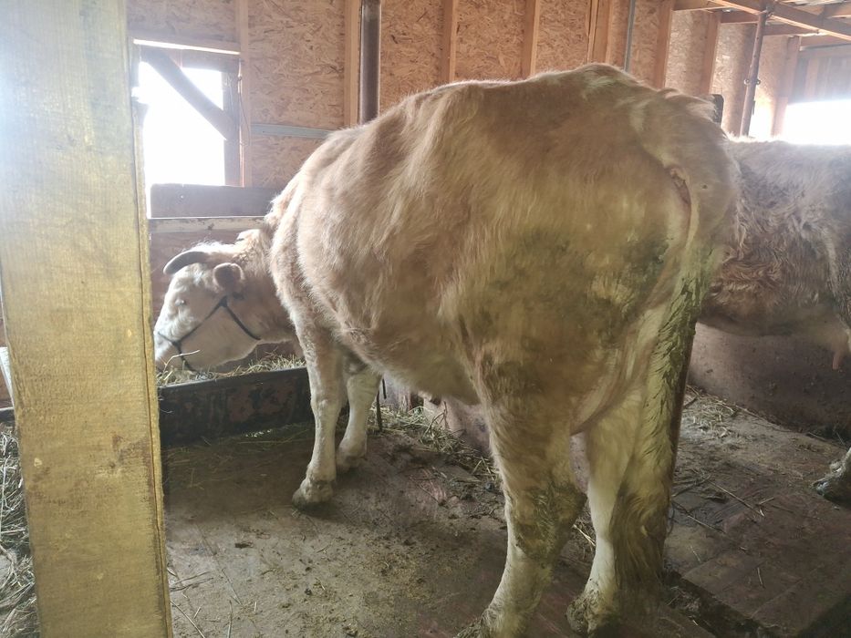 Сиыр бузауымен сатылады жуас