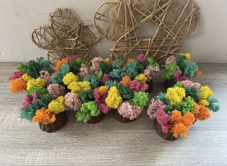 Кашпи със скандинавски мъх 8,50лв.