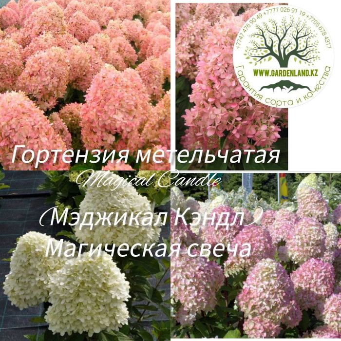 Саженцы - гортензия метельчатая.