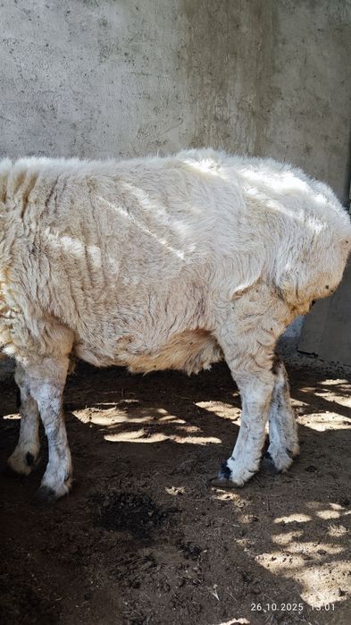Продам овцу. Казок куй сотаман