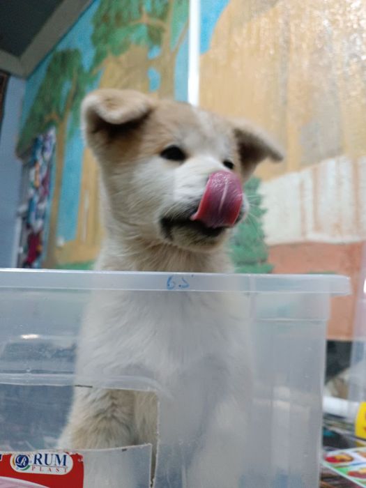 Акита ину  100%тоза пародали