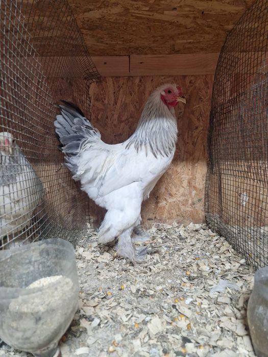 Pasari Brahma si Wyandotte