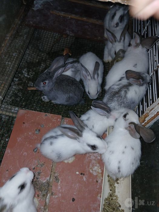 Куён боллари  сотилади