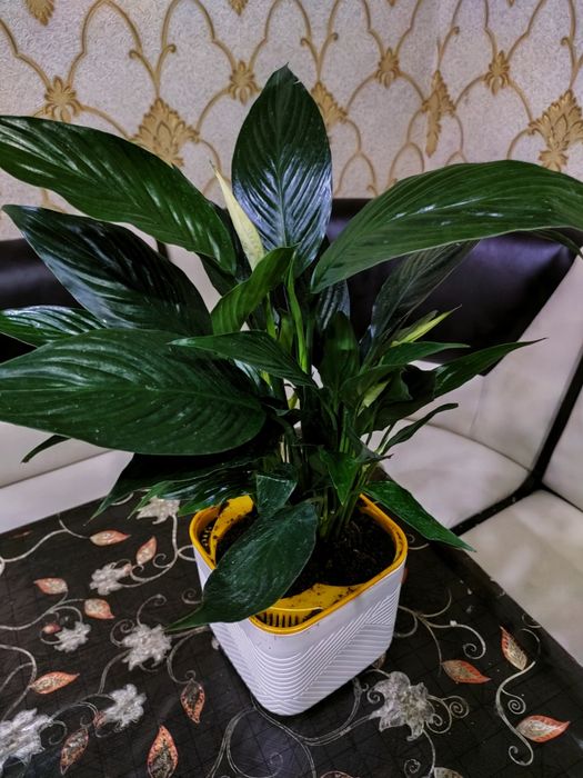 Растения комнатные.  Есть доставка