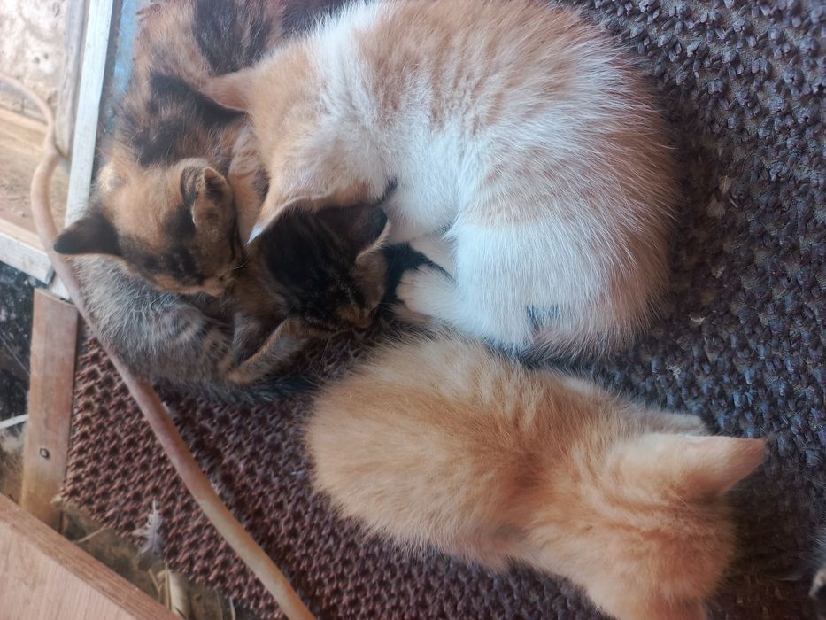 Милые котята. Милые котята