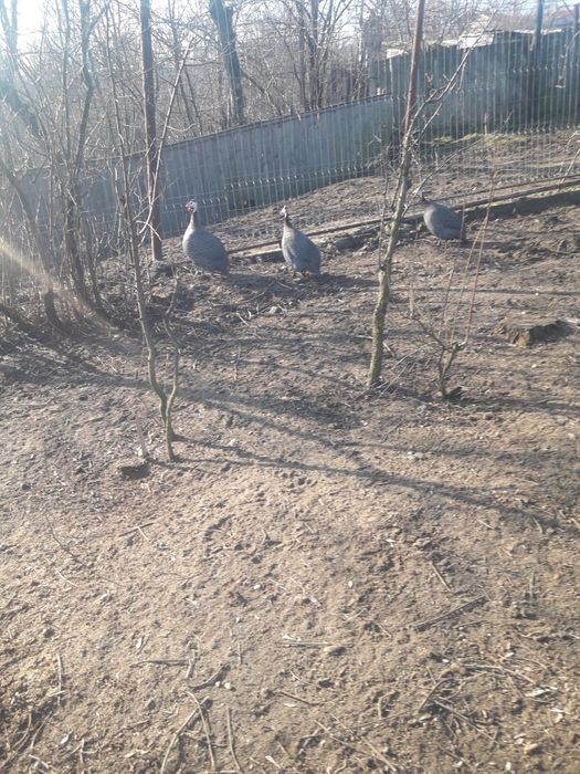 Vând curci și bibilici