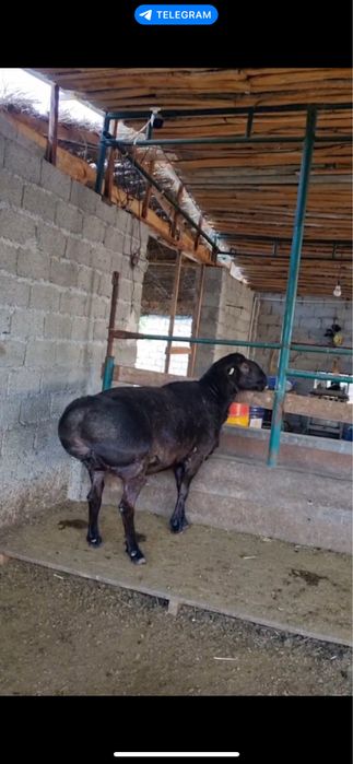 Курбонликка катта куй сотилади