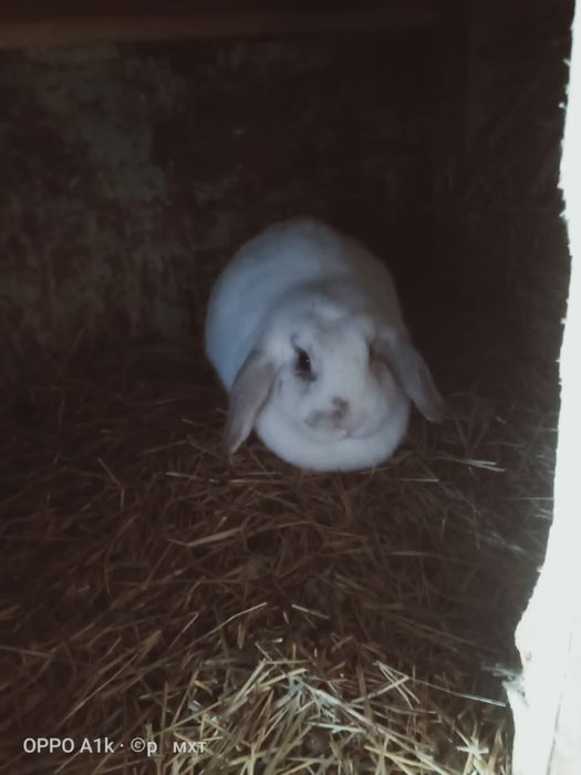 Продам крол и кролиха