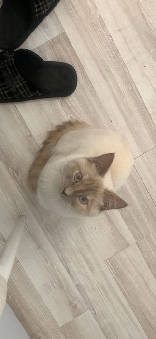 Отдаем в хорошие руки, кошка