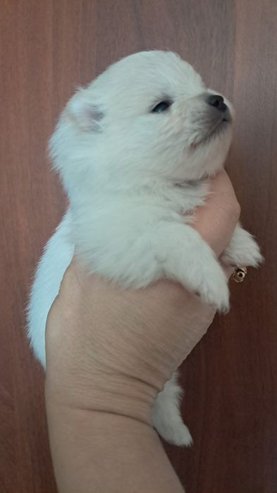 Продаются  шпицы