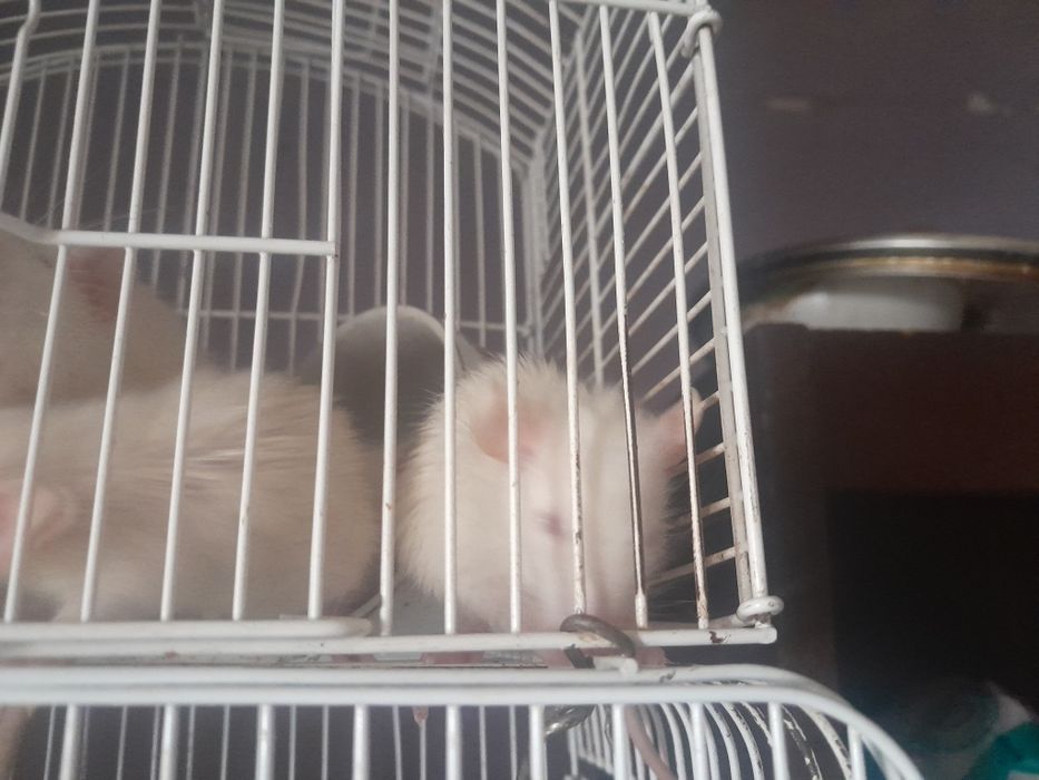 Продам крысят альбиносы