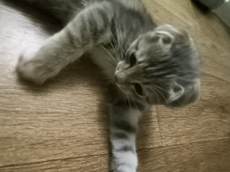 Отдам котёнка в добрые руки