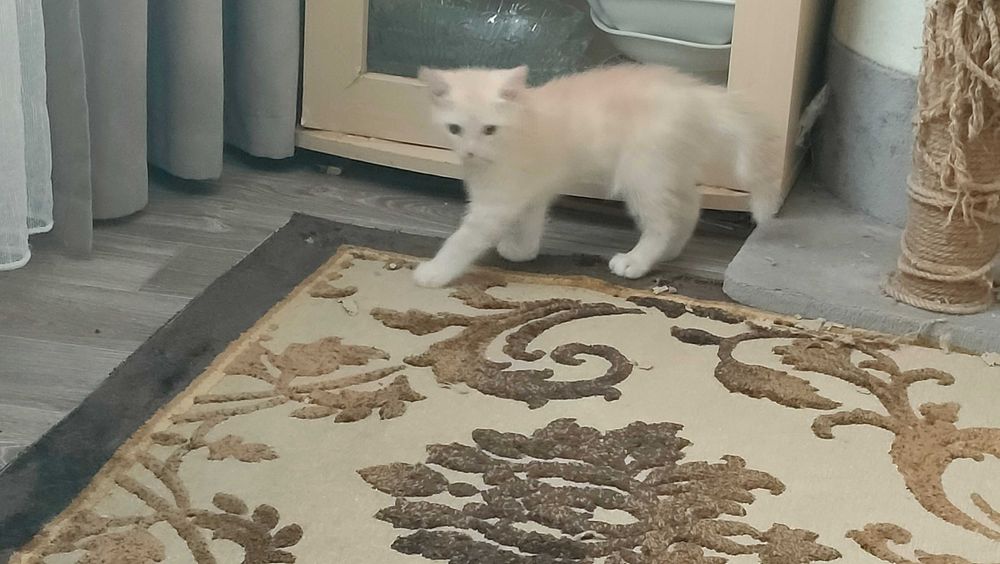 Котя в добрые руки
