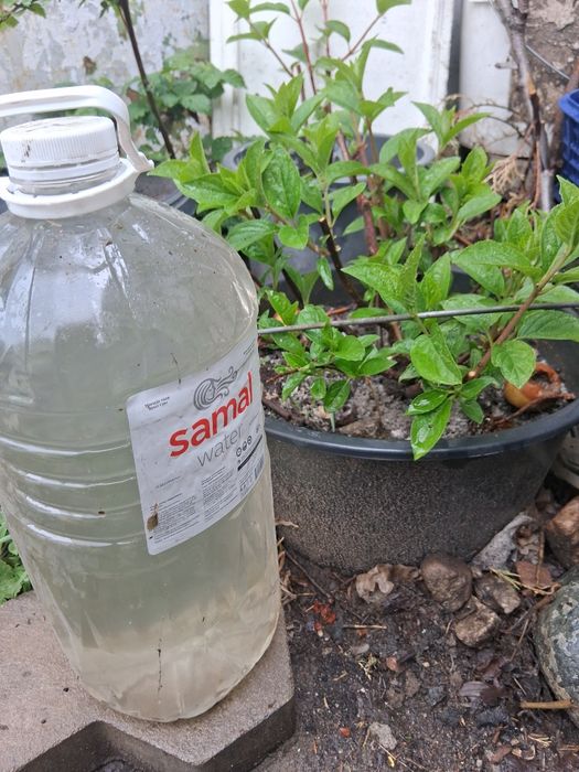 Гортензии метельчатая.