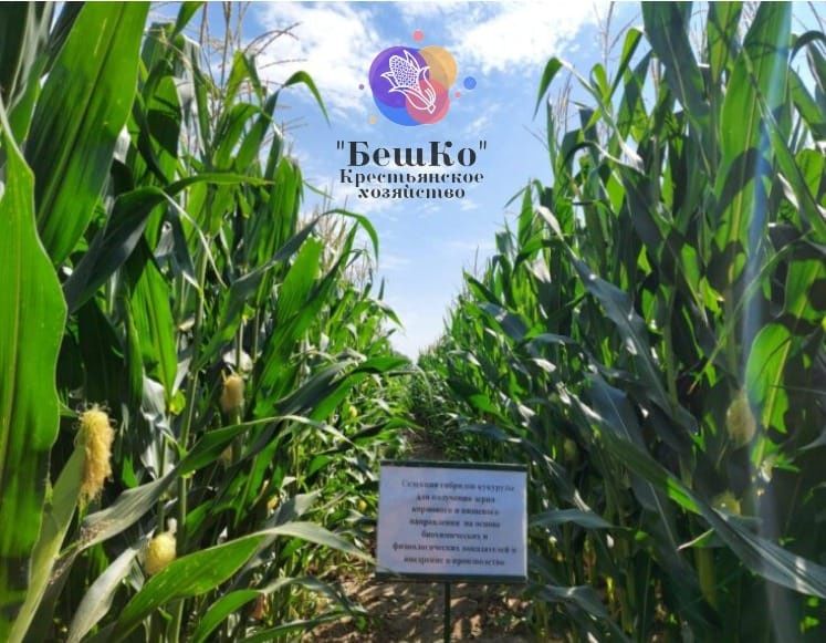 Семена кукурузы. Жүгері ұрығы