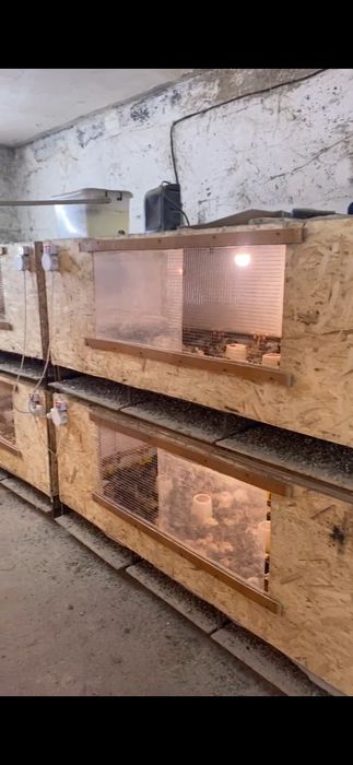 Продам брудер для перепел