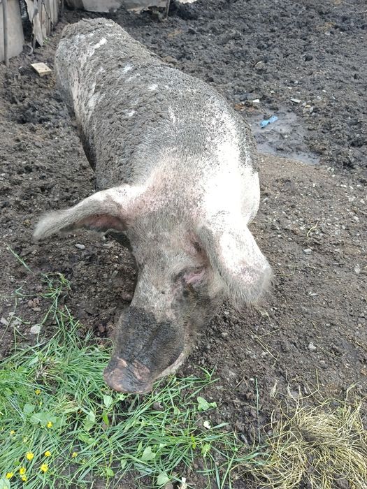 Кабан осеменитель