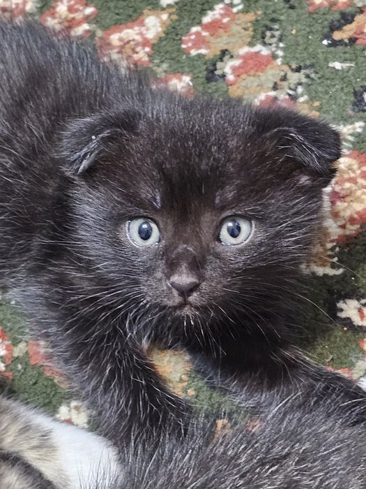 Продам породистых шотланских котят