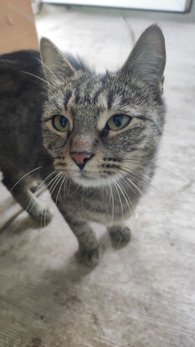 кошки с котятами