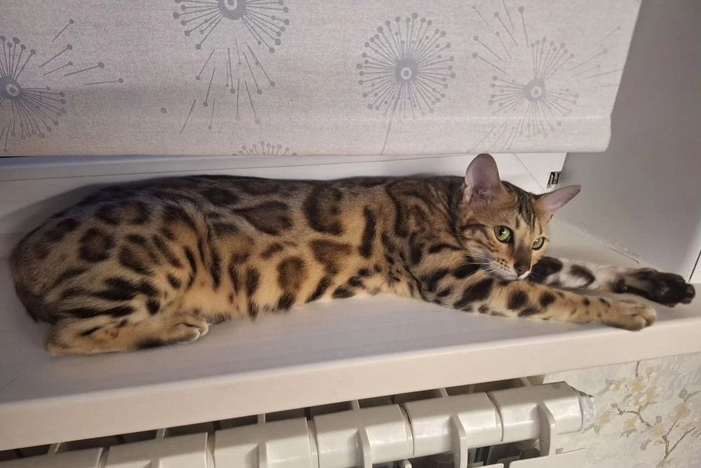 Ищем котика Бенгалочки, для вязки