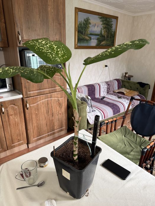 Дафенбахия метр.