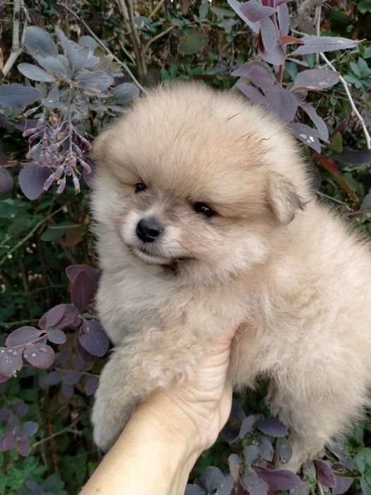 Срочно !продам щенка мини шпица мальчик 2 мес.