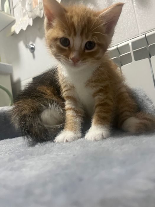 Отдам котят в добрые руки