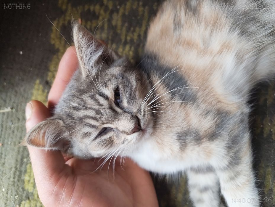 Кошечка трехцветка
