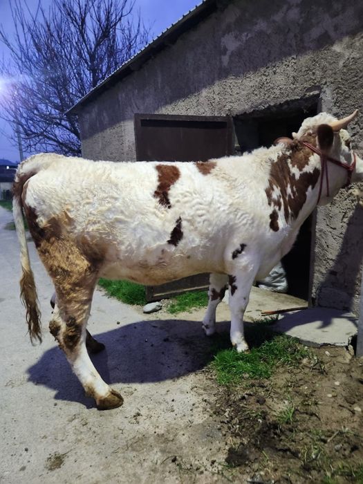 Продается нетель чисто породная сементал