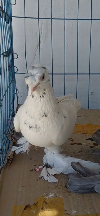Голуби игровых кровей