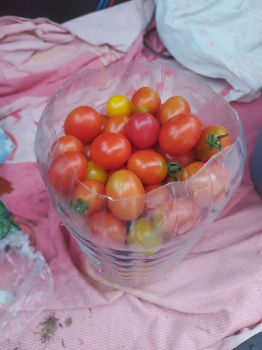 Свежие домашние помидоры
Продам с