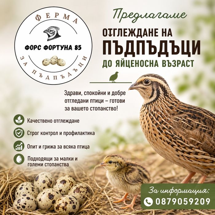 Пъдпъдъци със заявка