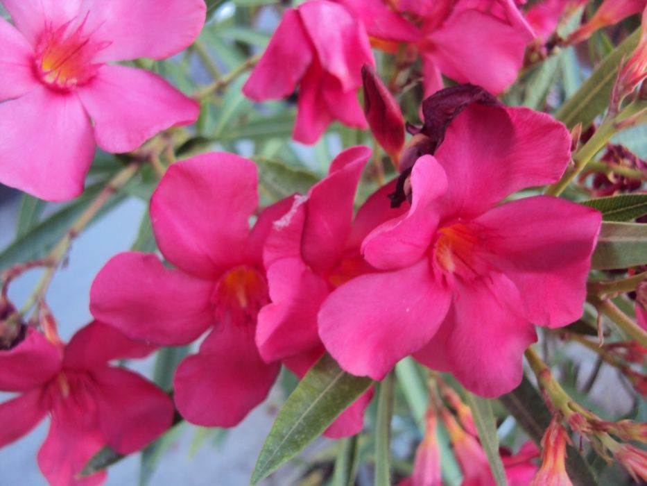 Зокум - различни цветове и големини закум, лян олеандър