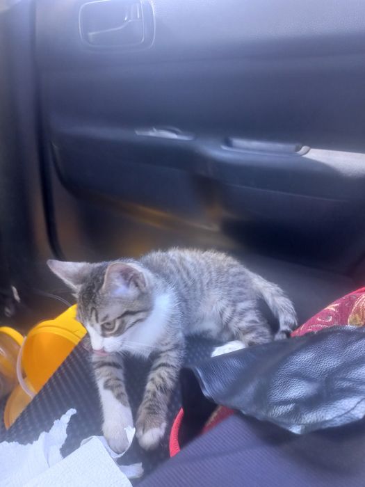 Отдам даром кота