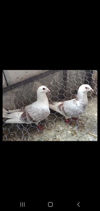 Vând pui de porumbei neieșiți la zbor din parinti cu clasări.merită să fie văzuți și cumpărați