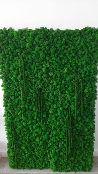 Decor licheni 30x200cm, 60x100cm