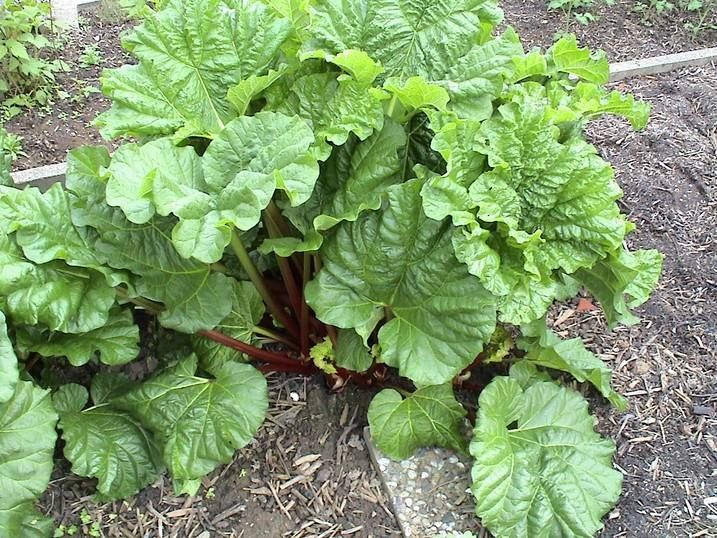 Саженец ревень очень вкусное из него варенье, очень много витаминов