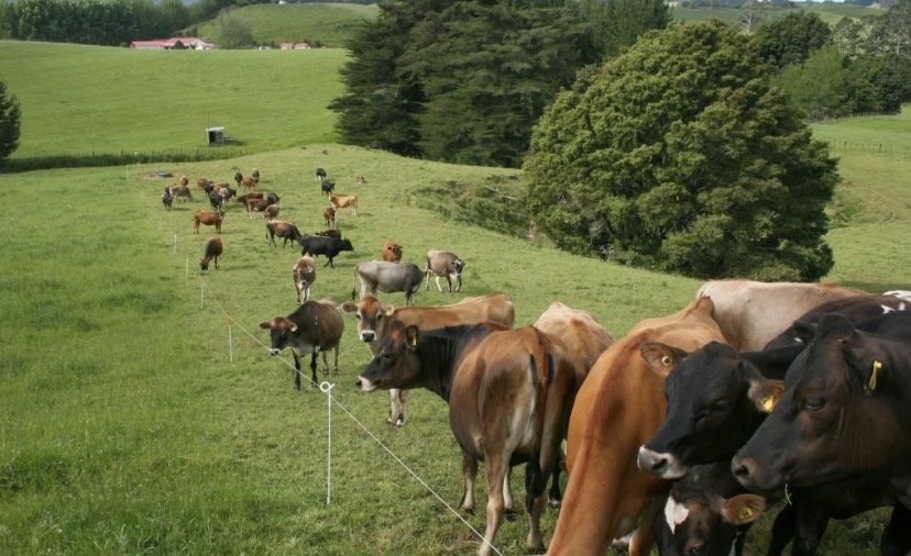 Электро пастух( электро изгородь