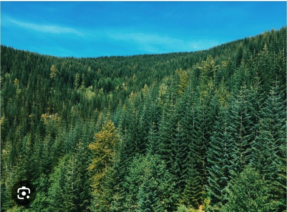 Oportunitate rară – Pădure 4 ha în Munții Apuseni, zonă spectaculoasă