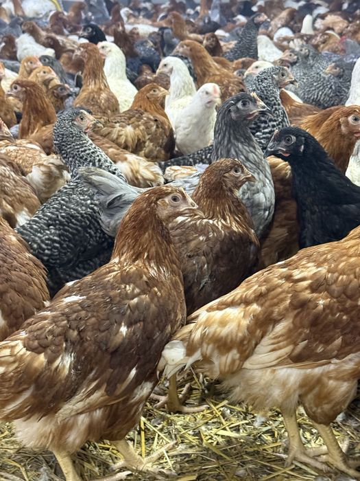 Puicute oua 16 saptamani