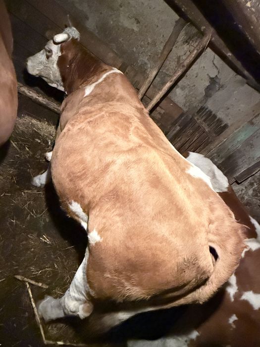 Vand vaca pentru abator 700 kg