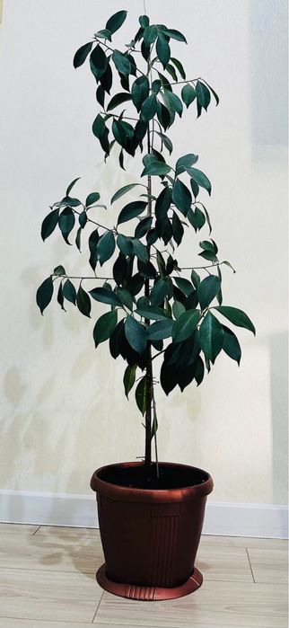 Фикус Бенджамино