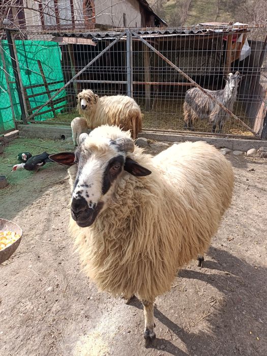 Se vinde berbec Metis