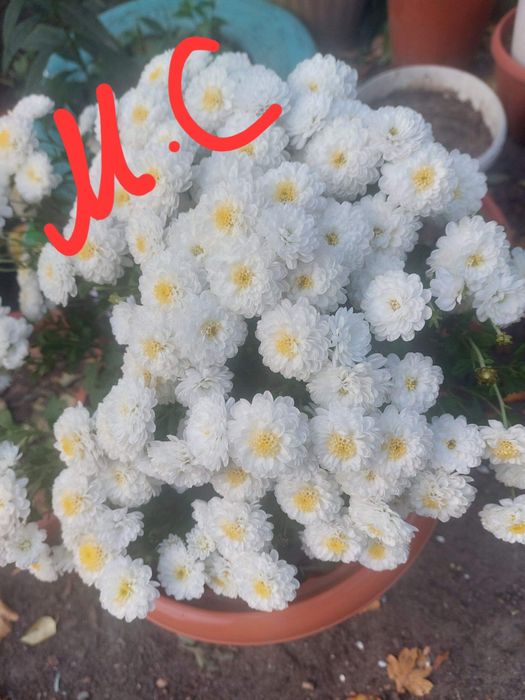 Хризантема мультифлора