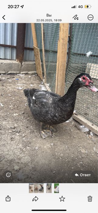 Индаутка сатылады окрас көк коныр ургашылар