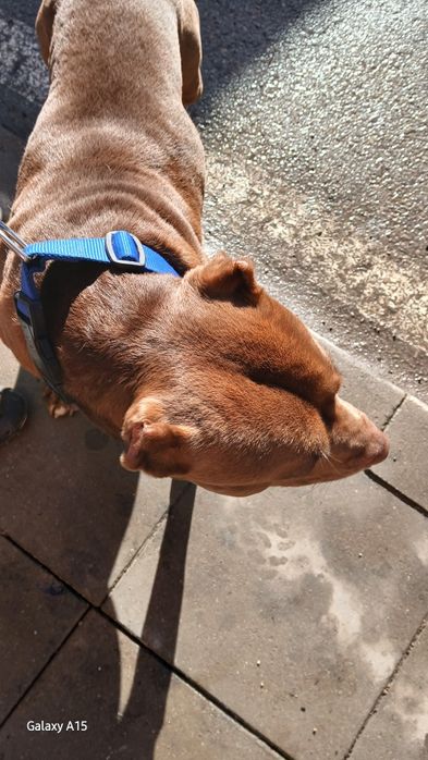 Питбул (питоподобно)