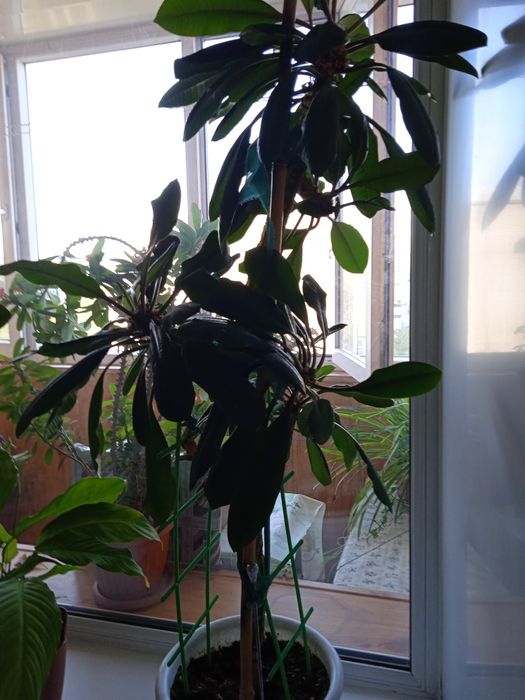 Продам комнатные цветы