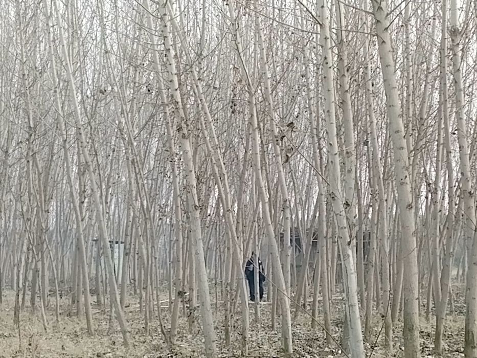 Kaliforni teraklar sotiladi 800 tupcha bor