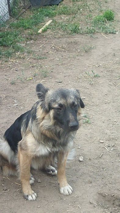 Отдам собачку в хорошие руки