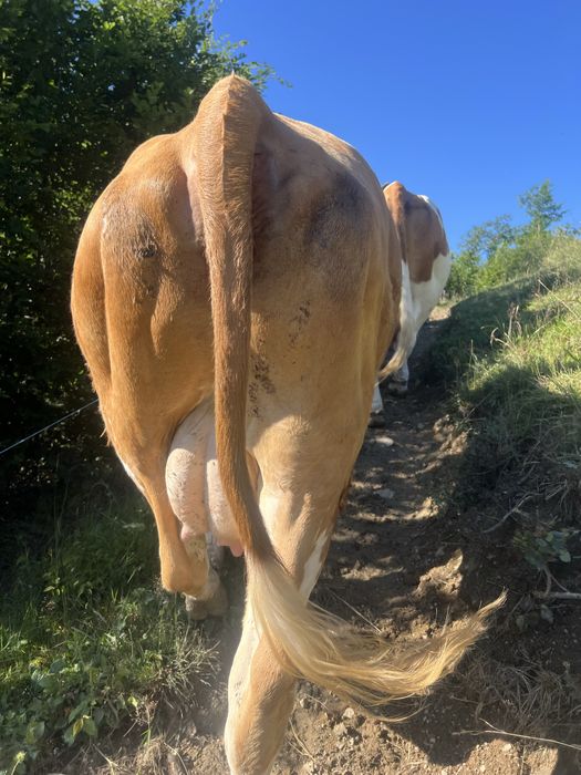 De vânzare juninca de 2 ani deafata